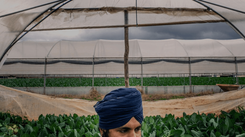 Braccianti nell'Agro Pontino: un lavoratore sikh con una serra sullo sfondo